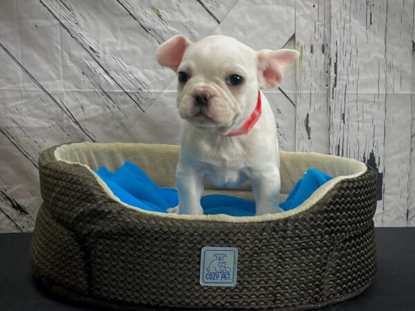 French Bulldog DOG Female Cream 24436 Petland Las Vegas, Nevada