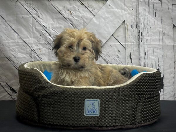 Havanese DOG Male Gold Sable 24437 Petland Las Vegas, Nevada