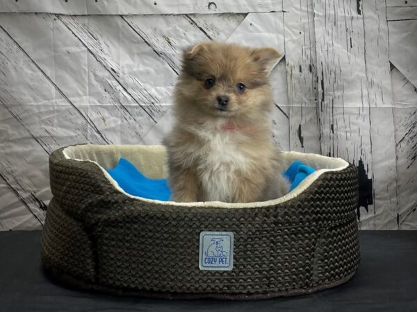 Pomeranian DOG Female Orange Merle 24438 Petland Las Vegas, Nevada