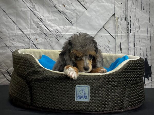 Poodle-DOG-Female-Blue Merle / Tan-24439-Petland Las Vegas, Nevada