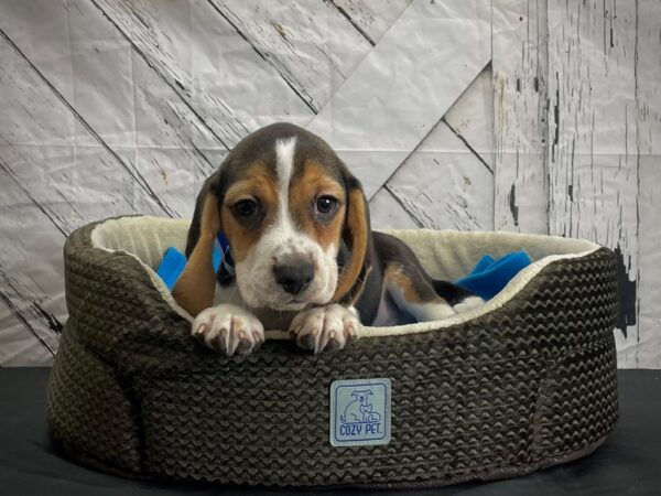 Beagle DOG Male Black Tan / White 24440 Petland Las Vegas, Nevada