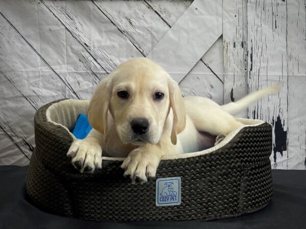 Labrador Retriever DOG Female Yellow 24441 Petland Las Vegas, Nevada