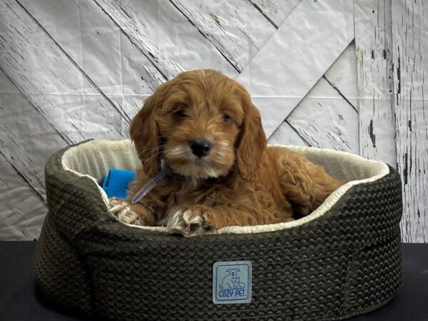 Cocker Spaniel/Poodle DOG Male 24444 Petland Las Vegas, Nevada