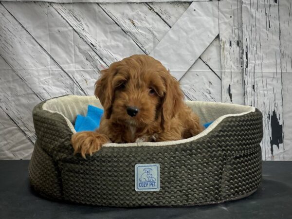 Cocker Spaniel/Poodle DOG Female 24446 Petland Las Vegas, Nevada