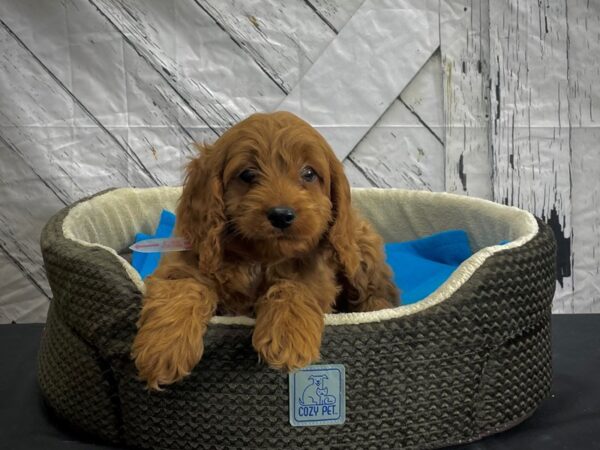 Cocker Spaniel/Poodle DOG Female 24447 Petland Las Vegas, Nevada