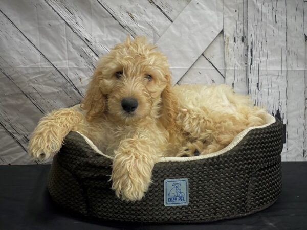 F1B Goldendoodle DOG Male Golden 24448 Petland Las Vegas, Nevada