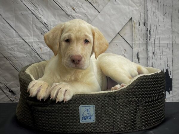 Labrador Retriever DOG Female Yellow 24454 Petland Las Vegas, Nevada