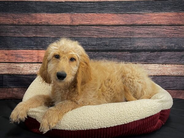 F1B Goldendoodle DOG Male Golden 24373 Petland Las Vegas, Nevada