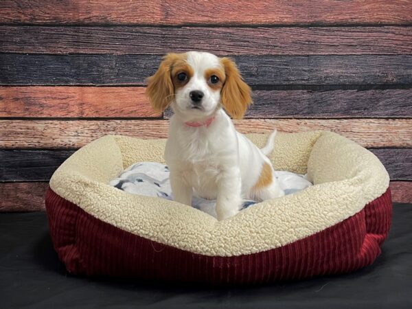 F1B Cavachon DOG Female Apricot 24365 Petland Las Vegas, Nevada