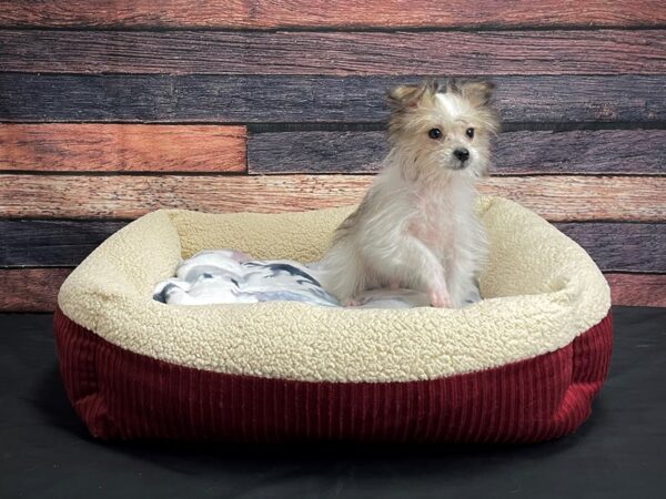 Havanese/Pomeranian-DOG-Male-White / Gold-24363-Petland Las Vegas, Nevada