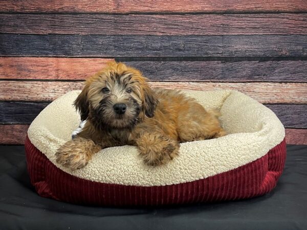 Soft Coated Wheaten Terrier DOG Female Wheaten 24353 Petland Las Vegas, Nevada