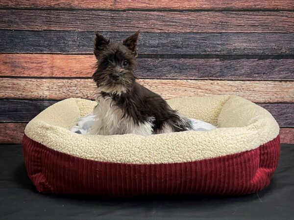 Miniature Schnauzer DOG Male Black / White 24348 Petland Las Vegas, Nevada