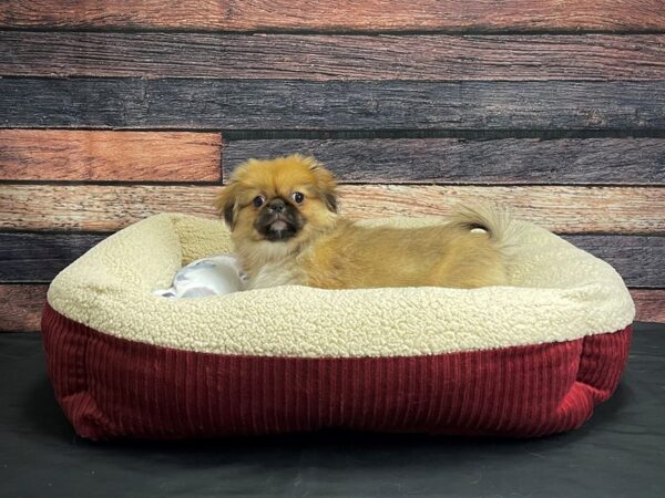 Pekingese DOG Female Red 24342 Petland Las Vegas, Nevada