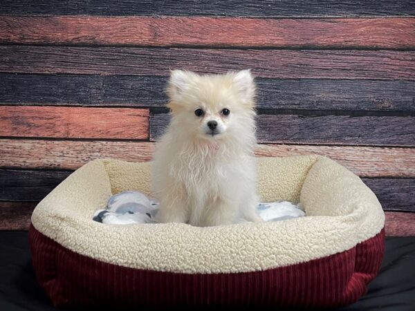 Pomeranian DOG Female Cream 24341 Petland Las Vegas, Nevada