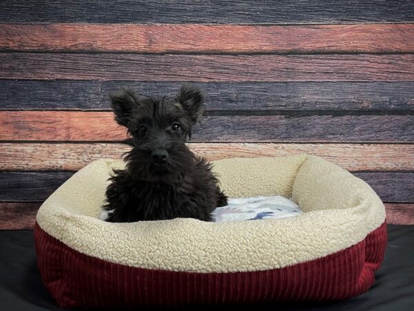 Scottish Terrier DOG Male Black Brindle 24336 Petland Las Vegas, Nevada