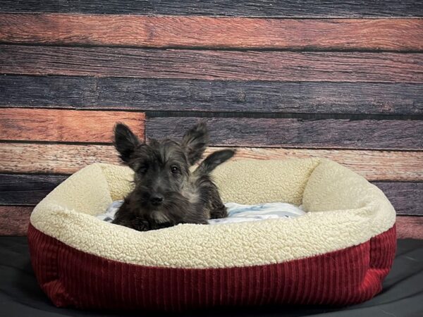 Scottish Terrier DOG Female Brindle 24335 Petland Las Vegas, Nevada