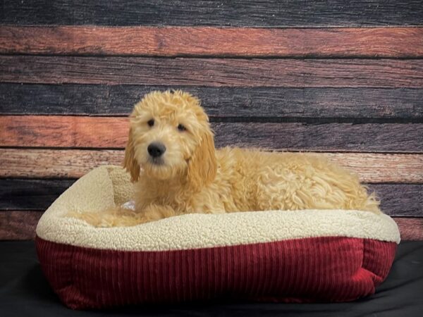 F1B Goldendoodle DOG Female Golden 24324 Petland Las Vegas, Nevada