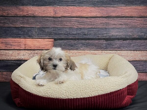 Bichon Frise/Shih Tzu DOG Female Gold / White 24315 Petland Las Vegas, Nevada