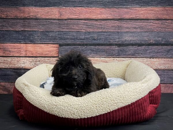 Dachshund/Poodle-DOG-Male-Red Sable-24309-Petland Las Vegas, Nevada