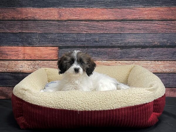 Dachshund/Poodle-DOG-Female-Red Sable-24308-Petland Las Vegas, Nevada