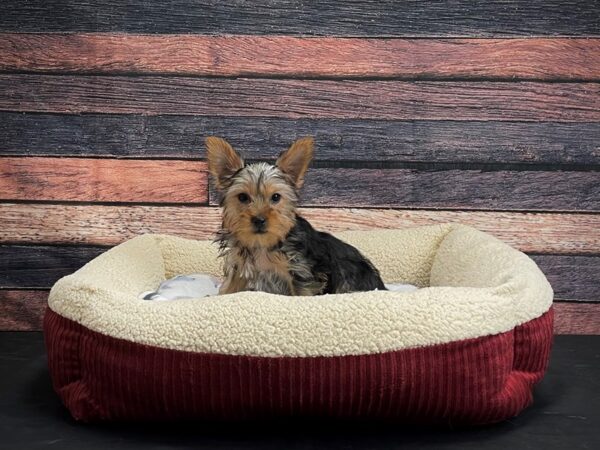 Yorkshire Terrier DOG Female Black / Tan 24306 Petland Las Vegas, Nevada