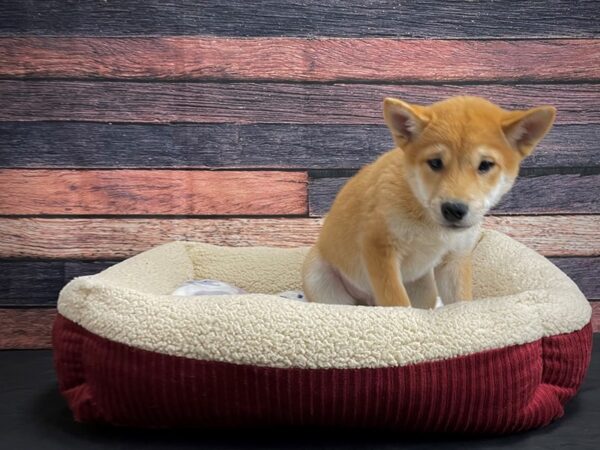 Shiba Inu DOG Male Red Sesame 24305 Petland Las Vegas, Nevada