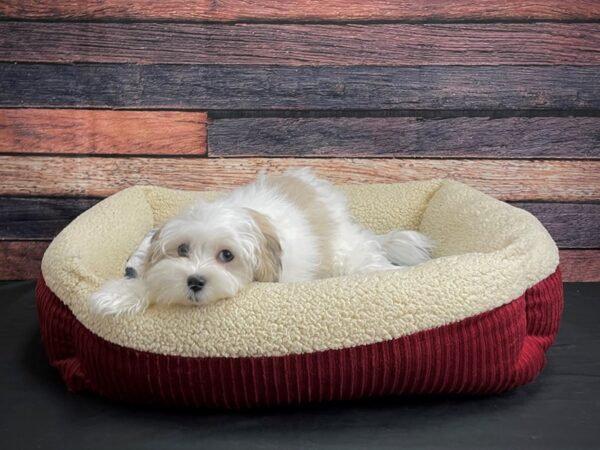 Havanese DOG Female Blue Fawn 24300 Petland Las Vegas, Nevada