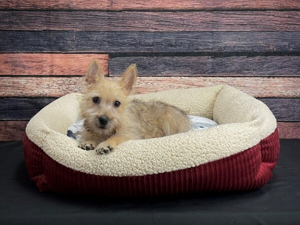 Cairn Terrier DOG Male Wheaten 24297 Petland Las Vegas, Nevada