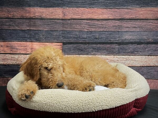 Standard Poodle DOG Male Red 24292 Petland Las Vegas, Nevada