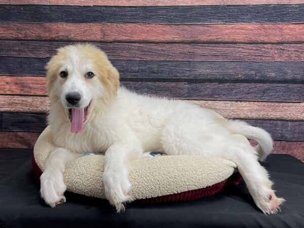 Great Pyrenees DOG Female White 24288 Petland Las Vegas, Nevada