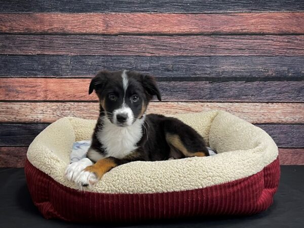 Australian Shepherd DOG Female Black and White 24284 Petland Las Vegas, Nevada