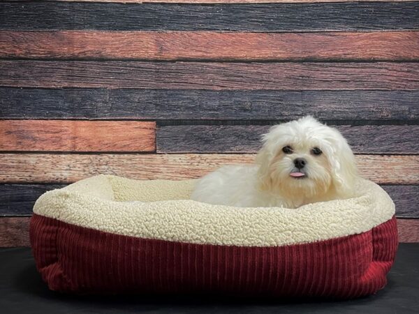 Pekingese/Poodle-DOG-Male-Cream-24280-Petland Las Vegas, Nevada