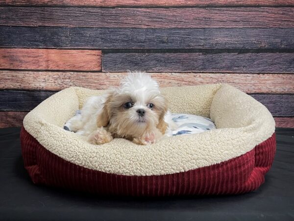 Shih Tzu DOG Male Blue / White 24274 Petland Las Vegas, Nevada