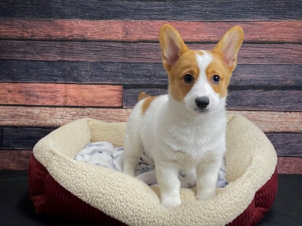 Pembroke Welsh Corgi DOG Male White 24271 Petland Las Vegas, Nevada