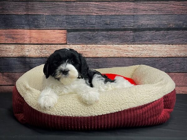 Sheepadoodle 2nd gen-DOG-Male-Black / White-24480-Petland Las Vegas, Nevada