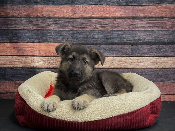 German Shepherd Dog DOG Male Black / Tan 24479 Petland Las Vegas, Nevada