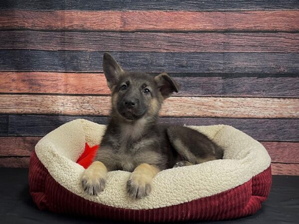 German Shepherd Dog DOG Female Black / Tan 24478 Petland Las Vegas, Nevada