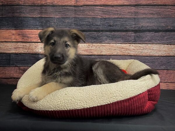 German Shepherd Dog DOG Female Black / Tan 24477 Petland Las Vegas, Nevada