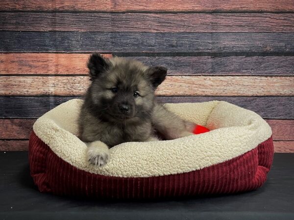 Keeshond DOG Male Silver / Black 24475 Petland Las Vegas, Nevada