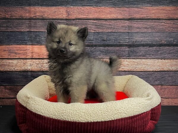 Keeshond DOG Female Silver / Black 24474 Petland Las Vegas, Nevada