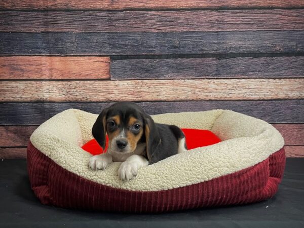 Beagle DOG Male Black / Tan 24473 Petland Las Vegas, Nevada