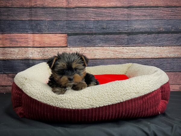 Yorkshire Terrier DOG Male Black / Tan 24470 Petland Las Vegas, Nevada