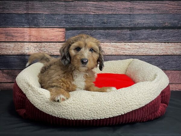 F1B Mini Bernadoodle-DOG-Male-Red Merle-24468-Petland Las Vegas, Nevada