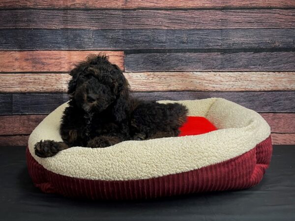 F1B Mini Bernadoodle DOG Male Sable 24466 Petland Las Vegas, Nevada