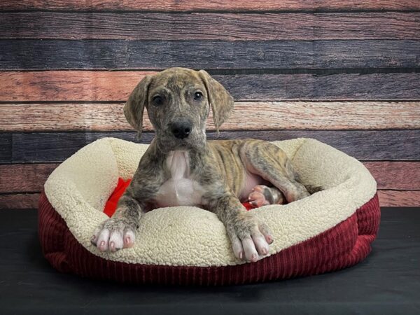 Great Dane DOG Male Brindle 24465 Petland Las Vegas, Nevada