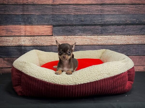 Chihuahua DOG Male Chocolate and Tan 24463 Petland Las Vegas, Nevada