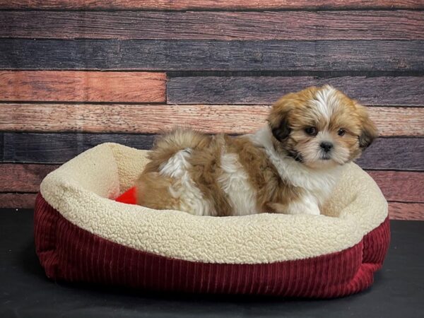 Lhasa Apso DOG Male Golden 24461 Petland Las Vegas, Nevada