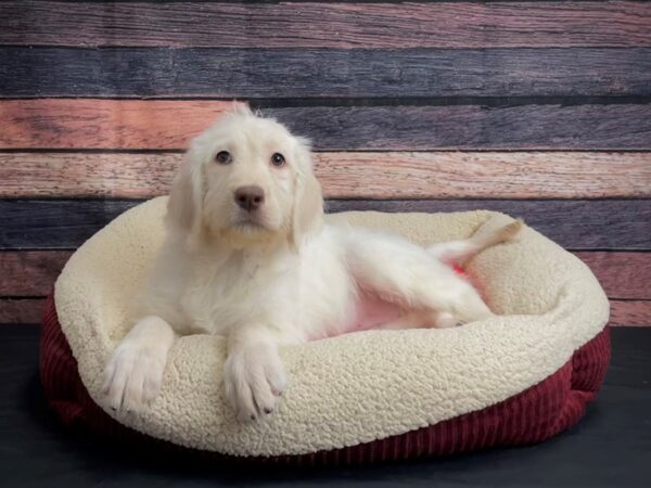 Labrador Retriever/Standard Poodle-DOG-Female-Yellow-24459-Petland Las Vegas, Nevada