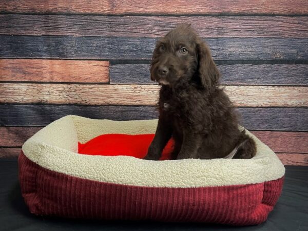 Labrador Retriever/Standard Poodle-DOG-Male-Brown-24458-Petland Las Vegas, Nevada