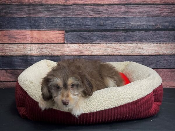 Miniature Australian Shepherd/Poodle DOG Female Red and Apricot 24456 Petland Las Vegas, Nevada